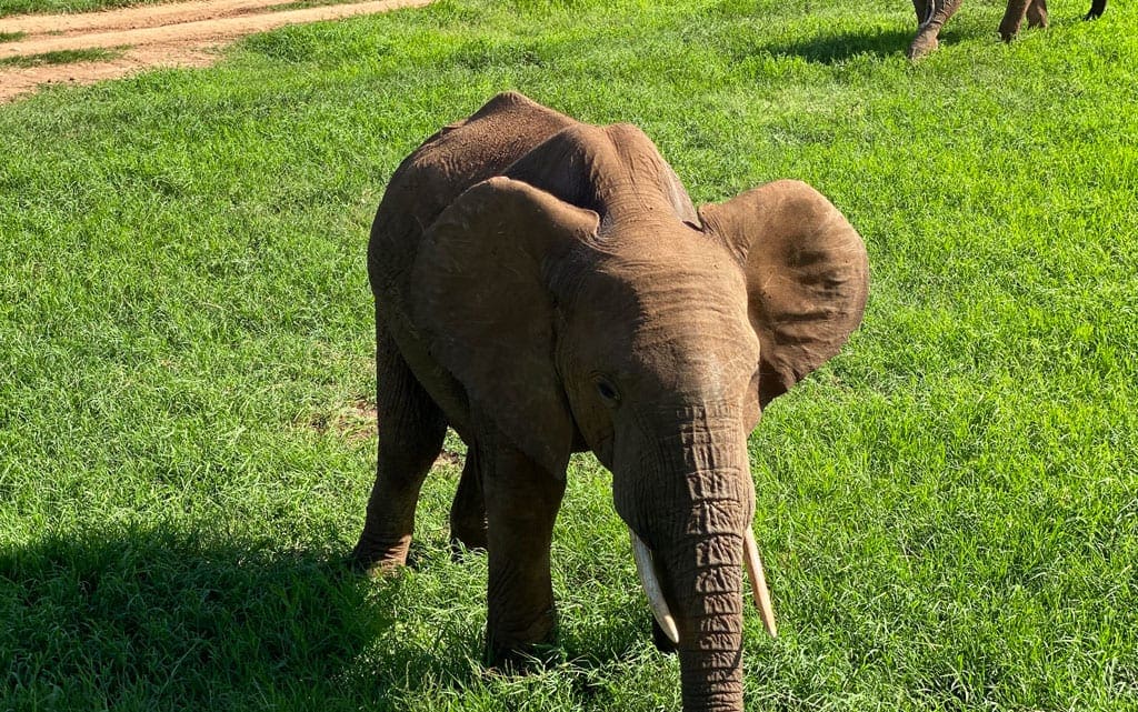 A close up of an infant elephant.